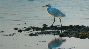 birdwatching delta del po airone