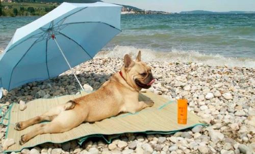 cane in relax sulla spiaggia sarda