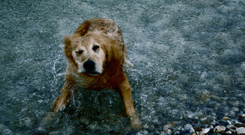 cane in acqua